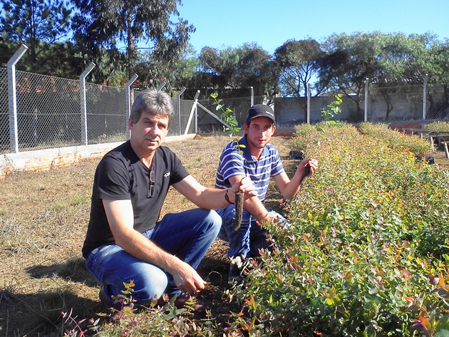 Mudas - Mudas de Eucalipito