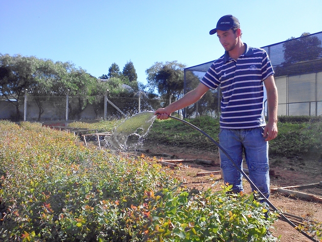 Mudas - Produção das Mudas no Viveiro Municipal