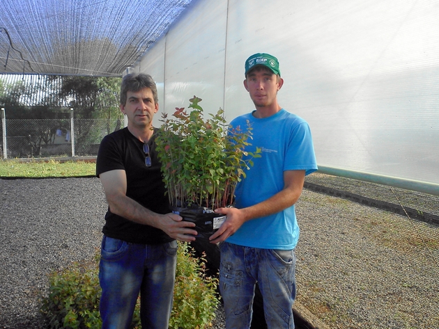 Mudas - Secretário de Agricultura Lorenzi entregando as mudas para produtor rural