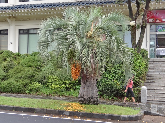 Butiá do Brasil é a palmeira preferida para paisagismo na Coréia do Sul