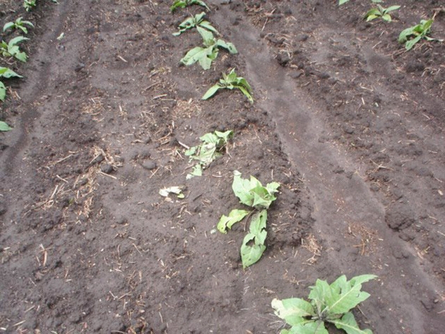 GRANIZO ITAIÓPOLIS (5)