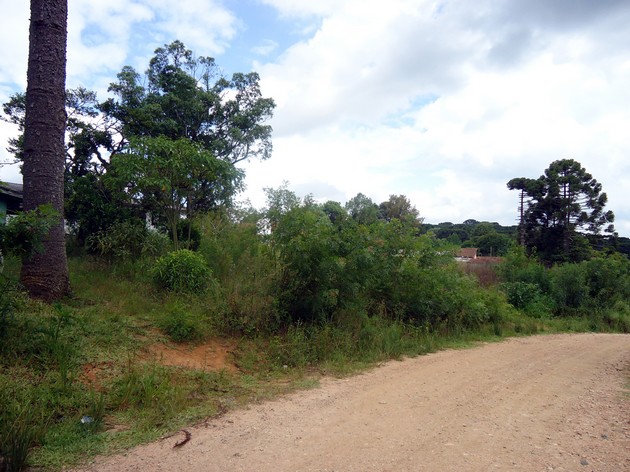 Pangaré