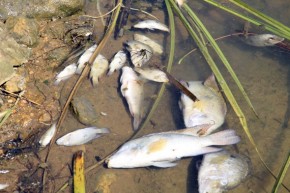 Peixes mortos na usina São Lourenço (48)