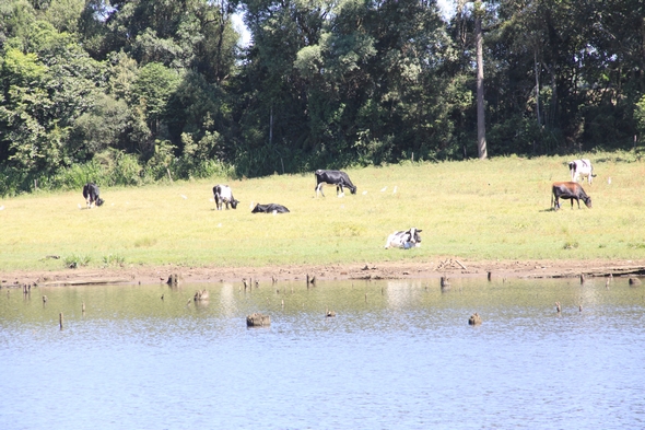 Peixes mortos na usina São Lourenço (7)