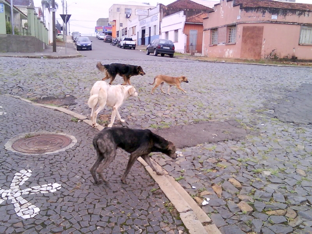Cães
