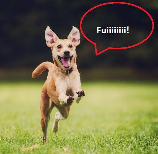 COMO EVITAR QUE SEU CÃO FUJA!