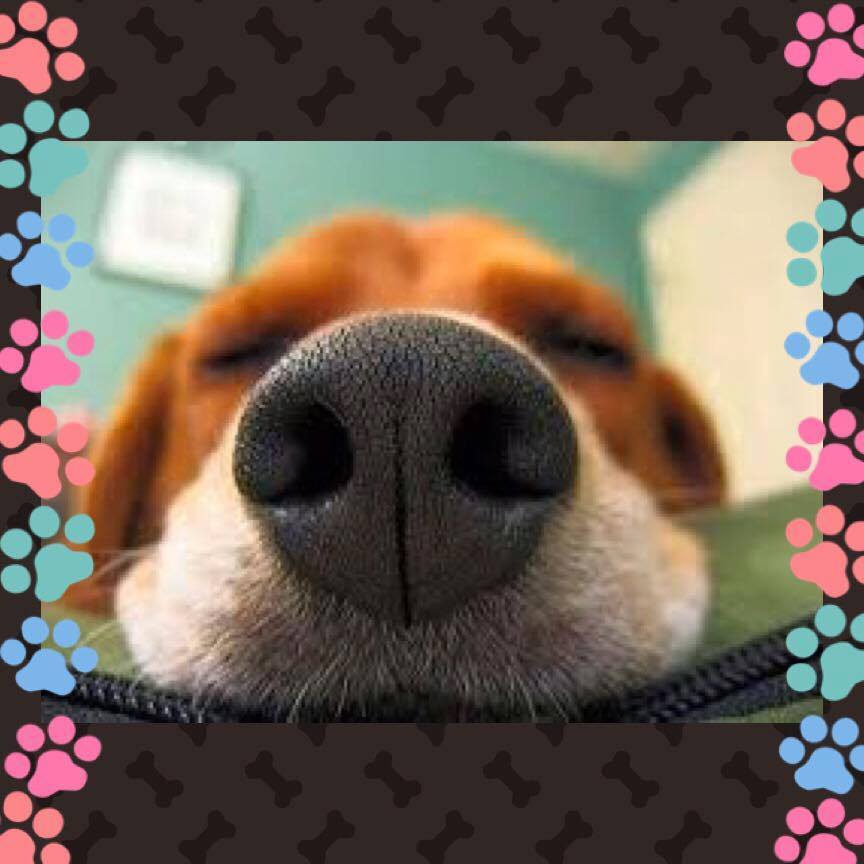 13238911_1014743021955536_4501198688645664669_n