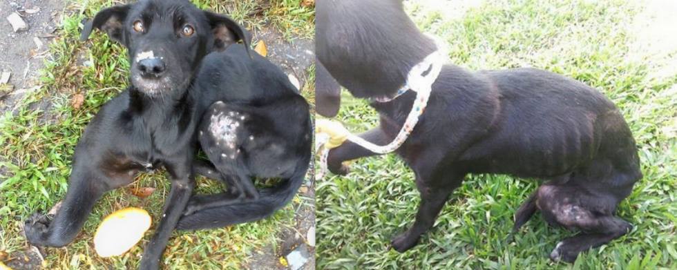 O ABRIGO PEDE SOCORRO