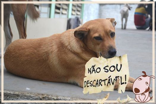 13769537_1050706621692509_8699316820089434096_n