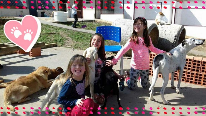 Visite o Abrigo de Cães São Francisco de Assis e faça novos amigos (1)