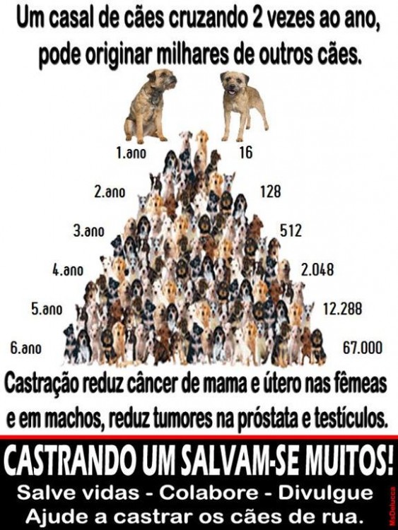 castração - filhotes