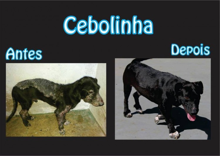 cebolinha