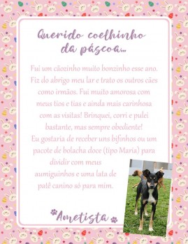 Adote uma cartinha e doe mimos para os cães do Abrigo São Francisco de Assis (1)