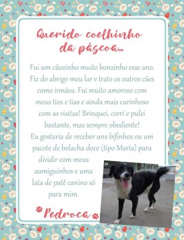 Adote uma cartinha e doe mimos para os cães do Abrigo São Francisco de Assis (12)
