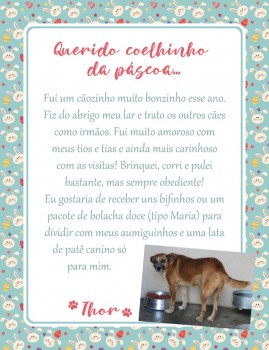 Adote uma cartinha e doe mimos para os cães do Abrigo São Francisco de Assis (15)