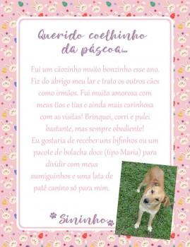 Adote uma cartinha e doe mimos para os cães do Abrigo São Francisco de Assis (18)