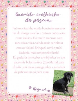 Adote uma cartinha e doe mimos para os cães do Abrigo São Francisco de Assis (2)