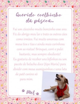 Adote uma cartinha e doe mimos para os cães do Abrigo São Francisco de Assis (25)