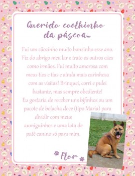 Adote uma cartinha e doe mimos para os cães do Abrigo São Francisco de Assis (26)