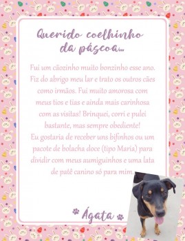 Adote uma cartinha e doe mimos para os cães do Abrigo São Francisco de Assis (29)