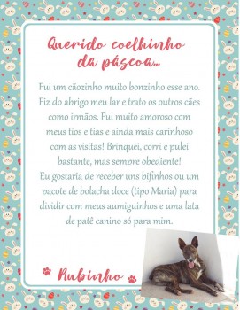 Adote uma cartinha e doe mimos para os cães do Abrigo São Francisco de Assis (3)