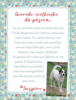 Adote uma cartinha e doe mimos para os cães do Abrigo São Francisco de Assis (33)