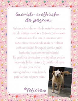 Adote uma cartinha e doe mimos para os cães do Abrigo São Francisco de Assis (7)