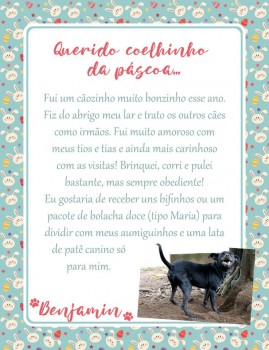 Adote uma cartinha e doe mimos para os cães do Abrigo São Francisco de Assis (9)