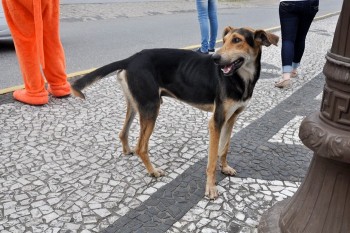Fotos do 2º Pedágio Solidário do Abrigo de Cães São Francisco de Assis (21)