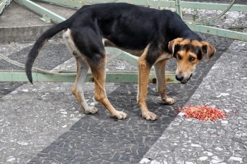 Fotos do 2º Pedágio Solidário do Abrigo de Cães São Francisco de Assis (26)