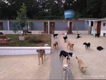 Festival Rockstock colabora com o Abrigo de Cães São Francisco de Assis (1)