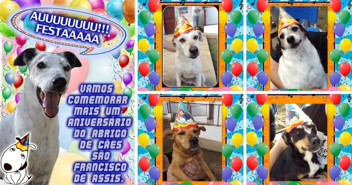 Abrigo de Cães completa sete anos na luta pela posse responsável