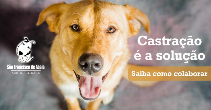 Adote esta ideia castração de cães é a solução abrigo São Francisco de Assis