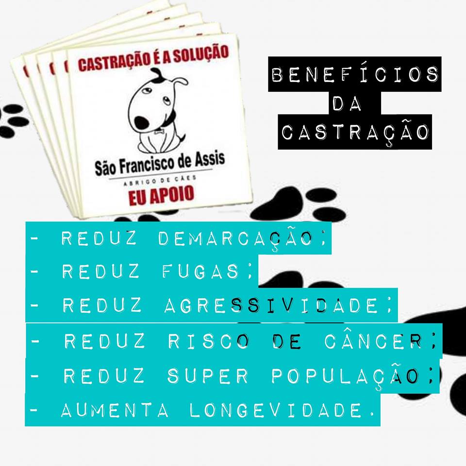 Adote esta ideia castração de cães é a solução