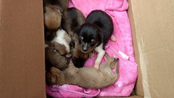 O abrigo em ação! (3)