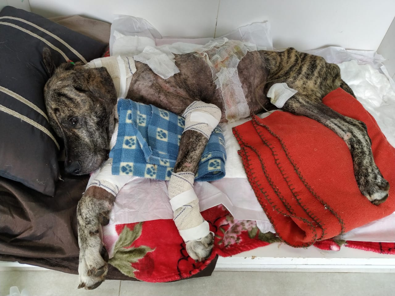 O “cãopeão Tigrão ainda precisa da sua ajuda