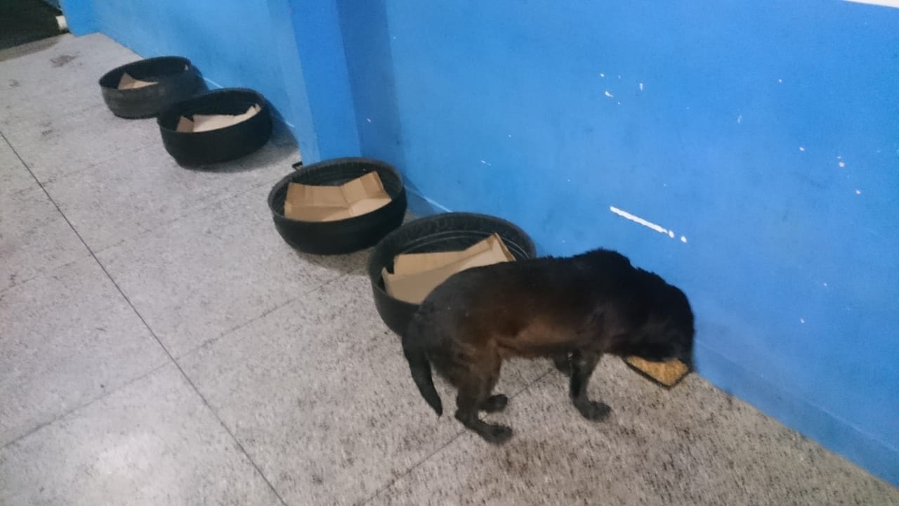 Doe ração para os cães das famílias atingidas pela enchente