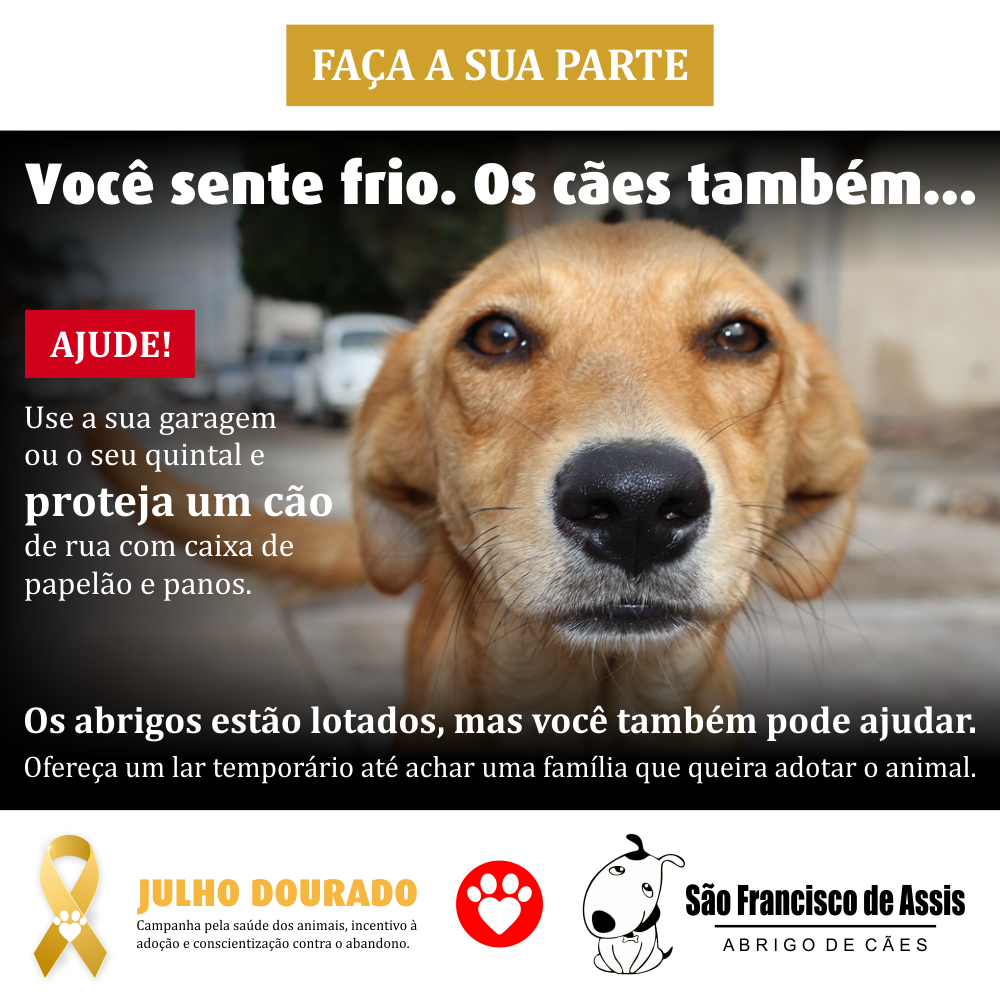 Proteja os cães do frio – Abrigo São Francisco de Assis (4)