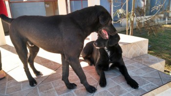 Visitas no Abrigo São Francisco de Assis (03 agosto 2019) (104)
