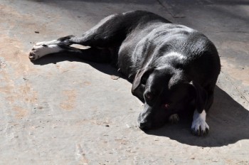 Visitas no Abrigo São Francisco de Assis (03 agosto 2019) (14)