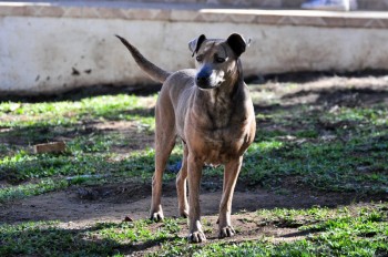 Visitas no Abrigo São Francisco de Assis (03 agosto 2019) (15)