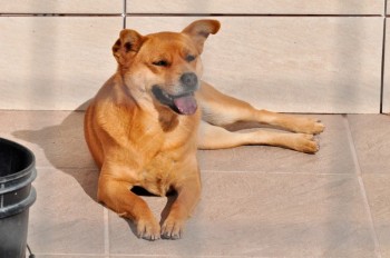 Visitas no Abrigo São Francisco de Assis (03 agosto 2019) (16)