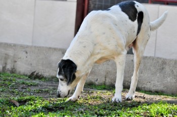 Visitas no Abrigo São Francisco de Assis (03 agosto 2019) (19)
