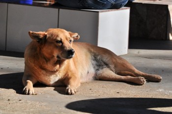 Visitas no Abrigo São Francisco de Assis (03 agosto 2019) (23)