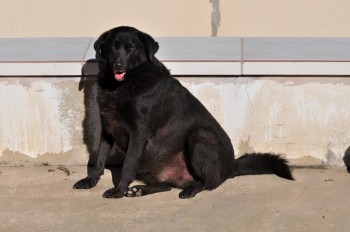 Visitas no Abrigo São Francisco de Assis (03 agosto 2019) (27)