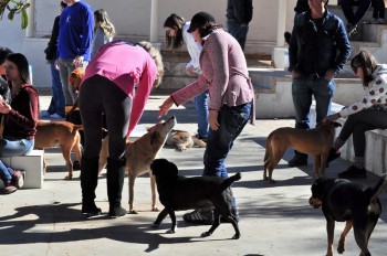 Visitas no Abrigo São Francisco de Assis (03 agosto 2019) (3)