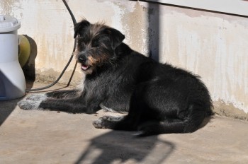 Visitas no Abrigo São Francisco de Assis (03 agosto 2019) (32)