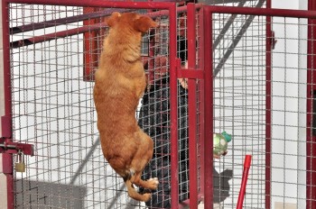 Visitas no Abrigo São Francisco de Assis (03 agosto 2019) (36)