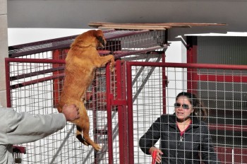 Visitas no Abrigo São Francisco de Assis (03 agosto 2019) (37)