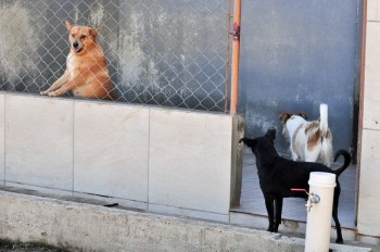 Visitas no Abrigo São Francisco de Assis (03 agosto 2019) (40)
